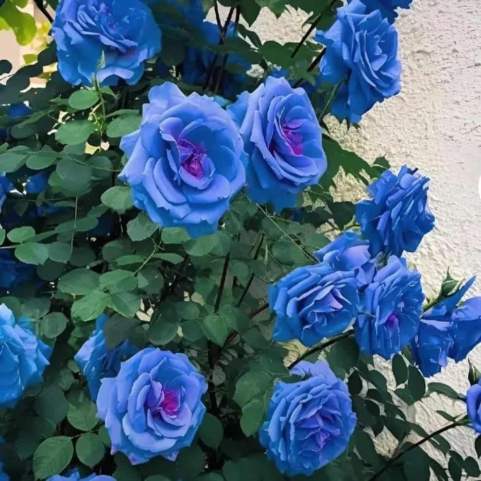 Grow Stunning Blue Climbing Roses