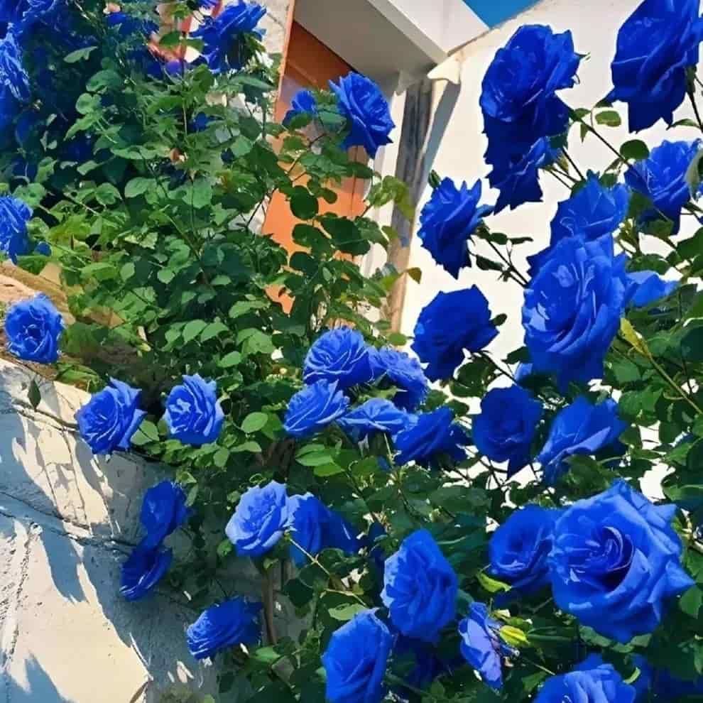 Grow Stunning Blue Climbing Roses