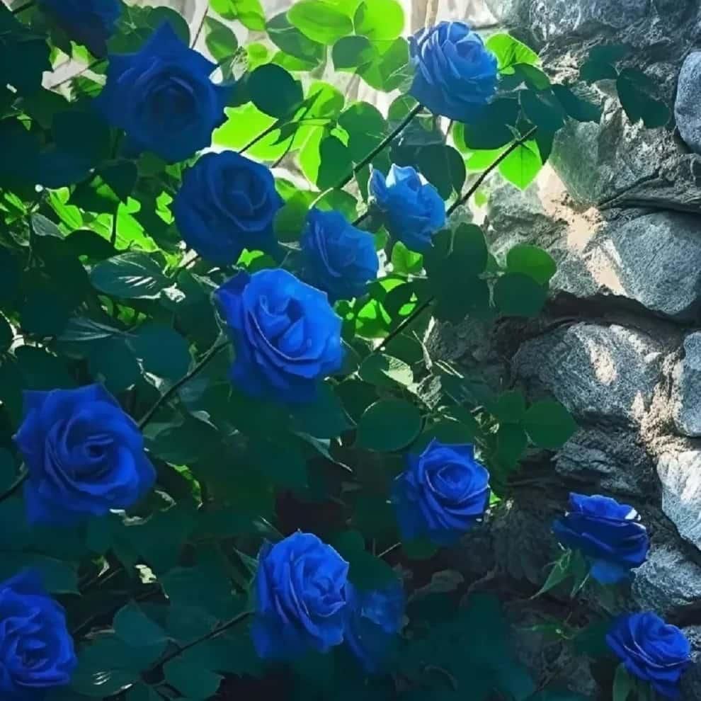 Grow Stunning Blue Climbing Roses