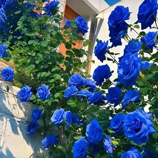 Grow Stunning Blue Climbing Roses