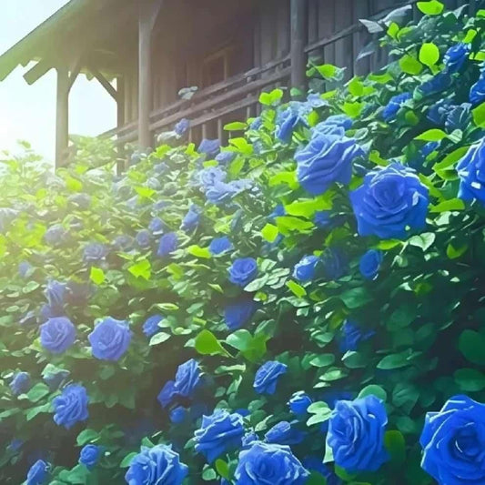 Grow Stunning Blue Climbing Roses